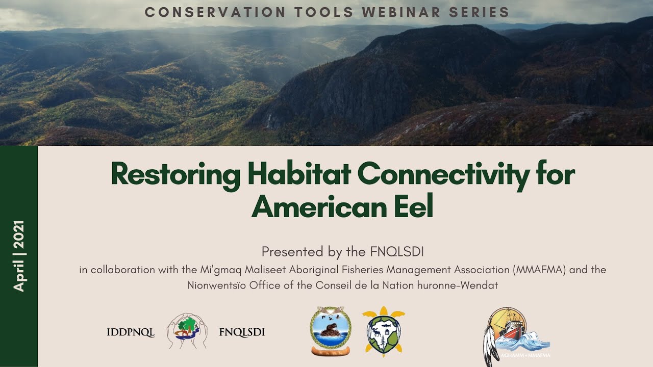 Conservation Tools Series, Webinar 3: Restoring Habitat Connectivity for American Eel