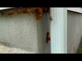 Marching Up the Side of the Home Are Ants in Port Reading, NJ