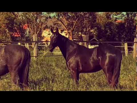 mare Kannan x Cancara Z x Quintero Z x Corrado I