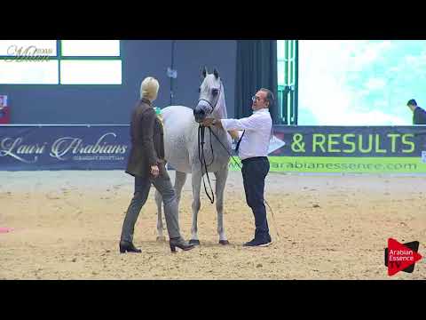 N.73 MA ZOARA - Milan 2018 - 7-10 Years Old Mares (Class 8-9)