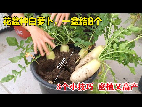 頂樓種菜