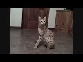 Savannah - World´s Tallest Pet Cat - MAGIC -a female F1 Savannah Cat