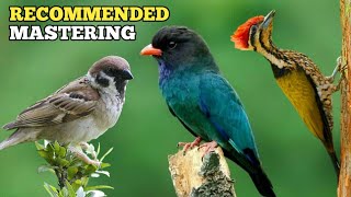 Download lagu MASTERAN KOMPILASI SUARA BURUNG GEREJA VS TENGKEK VS PELATUK mp3 Download lagu MASTERAN KOMPILASI SUARA BURUNG GEREJA VS TENGKEK VS PELATUK mp3