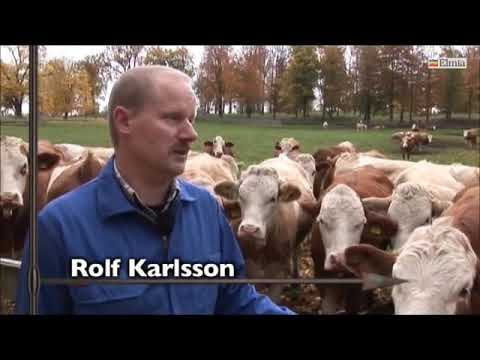 Simmental - en anpassningsbar köttras