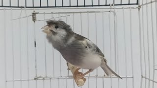 Download lagu Lagu-lagu kenari yang menakjubkan 2026 | nyanyian kenari yang menakjubkan mp3