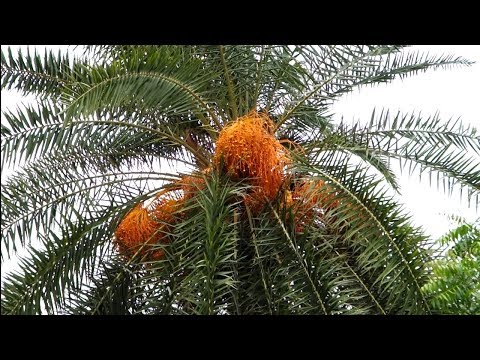Country Date Palm Tree  in My Village - Drone View