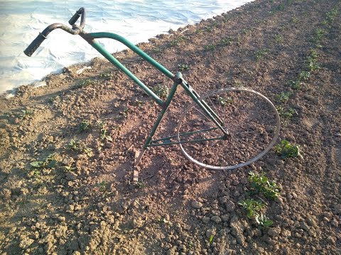 Setva i uklanjanje korova kod boranije