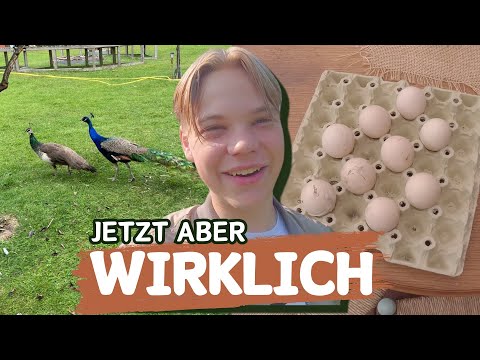 Die PFAUEN legen EIER! Dieses mal WIRKLICH!