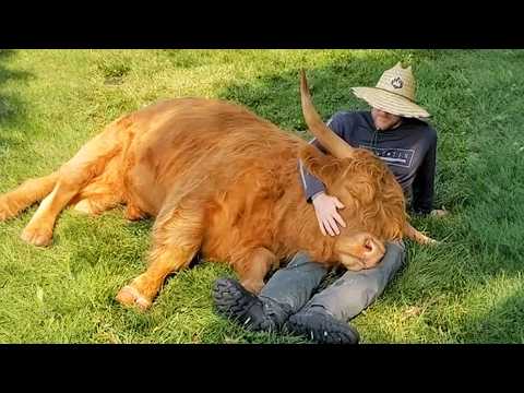 Full-Grown Cow Still Thinks He's a Playful Puppy