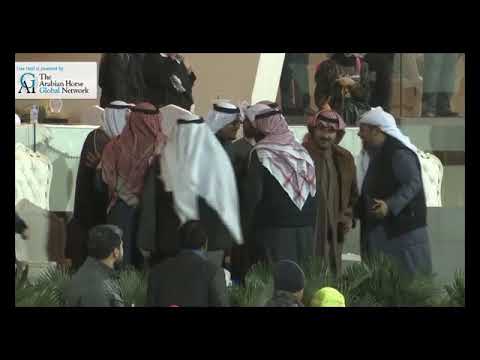 abha al hamad - Gold champion at KUWAIT BREEDERS SHOW 2019