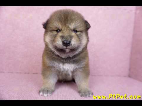 10/06赤色長毛柴犬公幼犬(高雄鼓山)