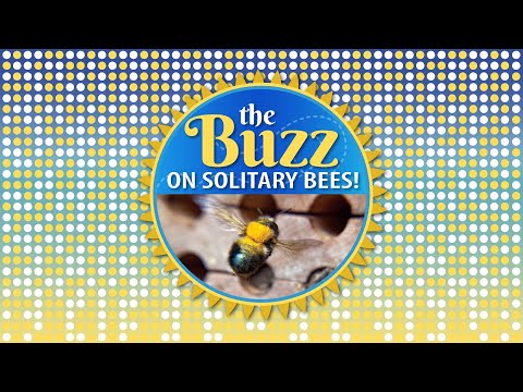 What is a Solitary Bee and Learn About Mason & Leafcutter Bees! Great Bees for your Garden!