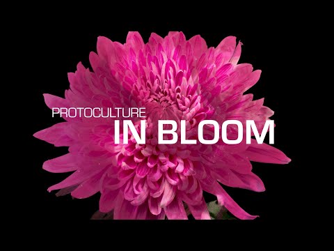 Protoculture  - In Bloom (Music Video)