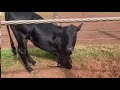Walks On His Knees Hoof In A Lot Of Pain