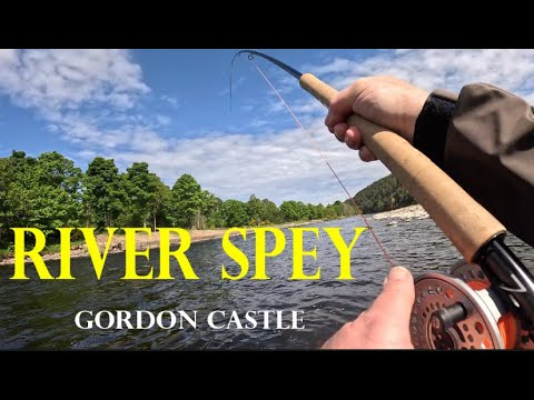 SALMON FLY FISHING | RIVER SPEY | GORDON CASTLE | MAY 2025 | UPPER BRAE