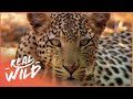Animal Kingdom Wild Dogs And Leopards Wildlife Documentary Real Wild