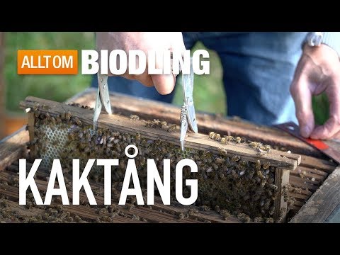 Kaktång - Biredskap - Biodling