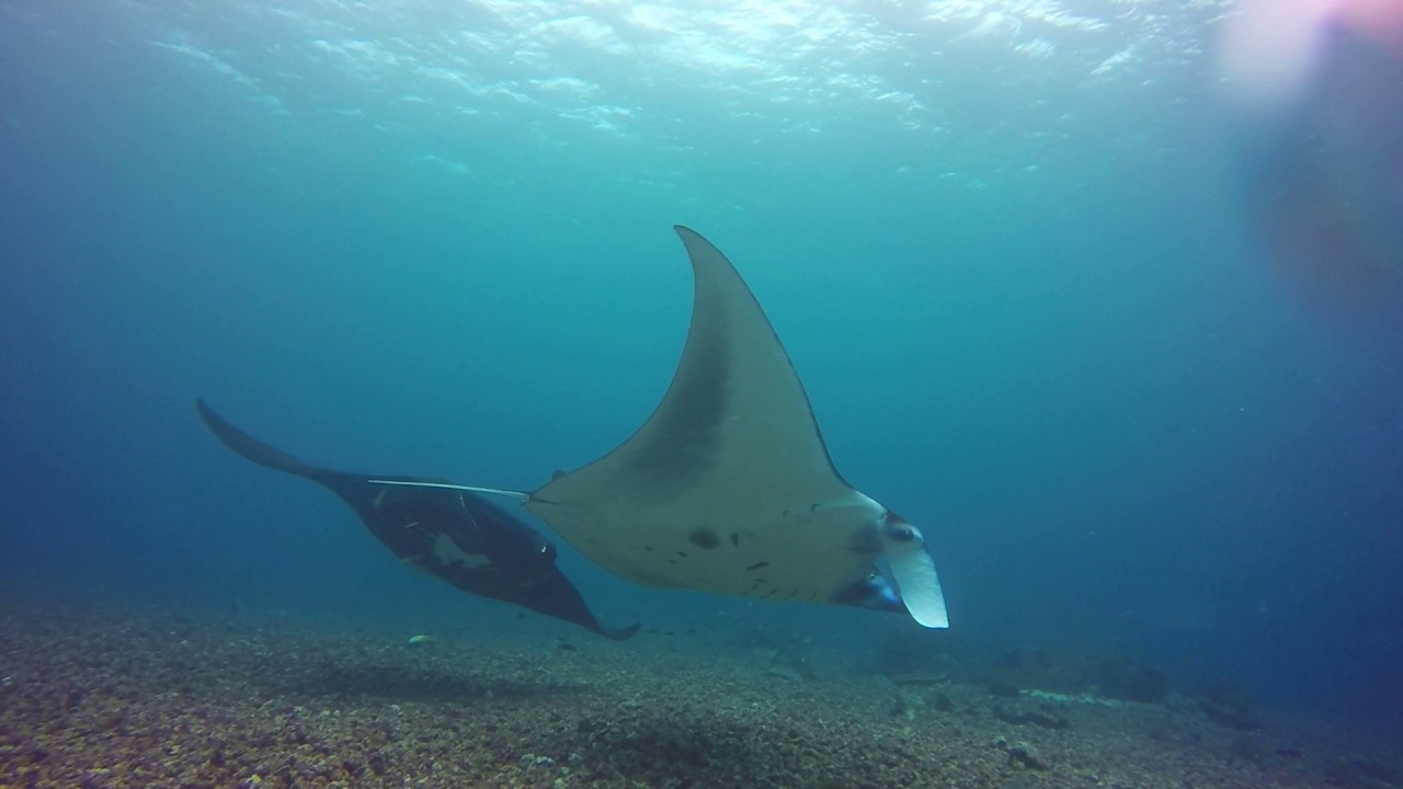 Scuba Junkie Liveaboards video