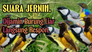 Download lagu Suara Pikat Glatik Batu Ribut ‼️ Kombinasi Suara Burung Sogon Betina Dan Kolibri Klapa. mp3