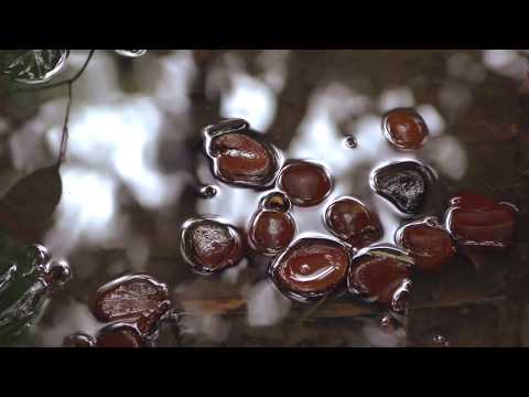 NaturaBrasil Andiroba - Calming and deeply healing oil