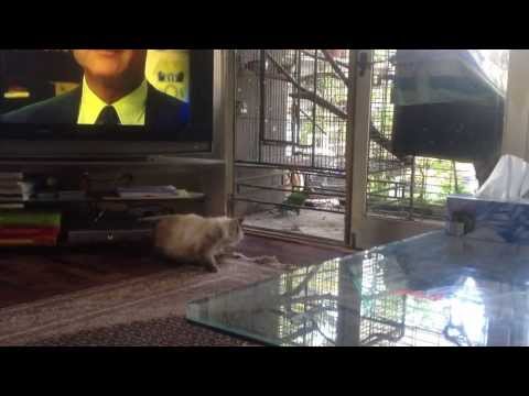 Gugu scared of arboo