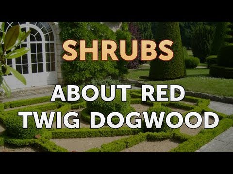 How to Prune a Bottlebrush Shrub