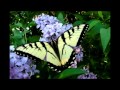 Butterfly James Blunt 