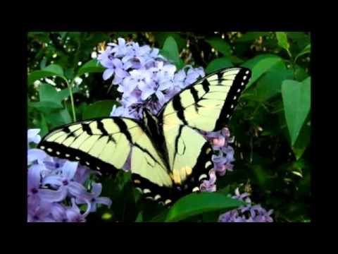 Video thumbnail for Butterfly