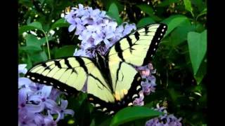 Butterfly James Blunt