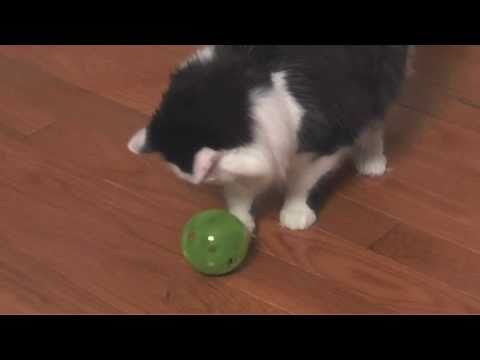 PetSafe SlimCat Interactive Cat Feeder Ball