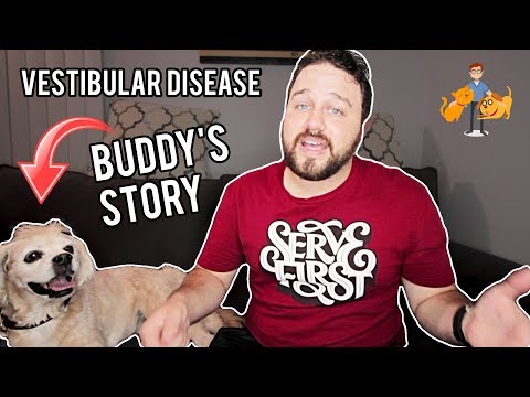 What's Vestibular Disease in Dogs Really Like: Dan & Buddy's story