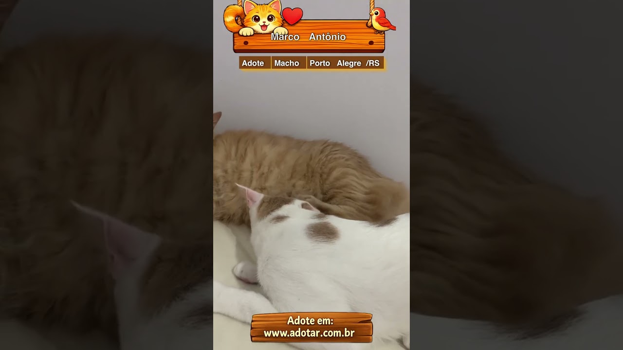 Gato raça SRD-ViraLata idade 1 ano nome Marco Antônio 