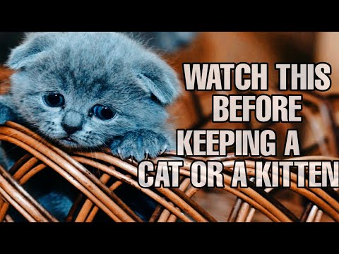 Caring for your Cat - WATCH THIS BEFORE keeping a Persian Cat or Kitten.