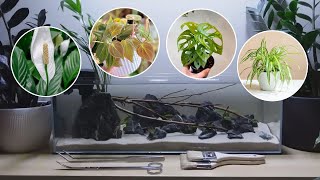 I tried growing COMMON HOUSEPLANTS in a FISH TANK