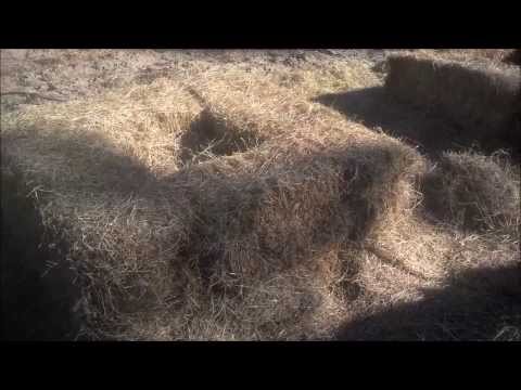The 52 Week Gardener - WK 1/4  2014 - Hay Bale Gardening - Day One