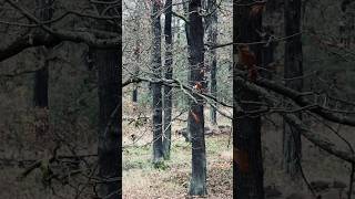 🐗Starke Rotte Sauen auf der Drückjagd☝🏻 #jagd #hunting #sauen #drückjagd rwshunting rws