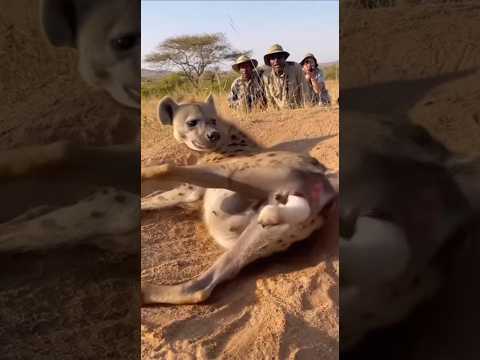 A Hyena Gives Birth… But WHAT Runs Out?! 😱🐆