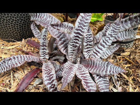 Bromeliad 'Thriller'  Earth Star Cryptanthus bivittatus