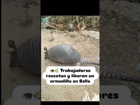 Liberado Armadillo en Bello