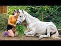 Feeding And Caring For My Newly Bought Poor Weak Horse ️ Horse Care Journey Diet S Story