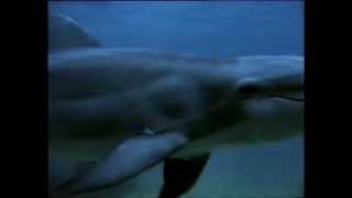 *Call Of The Dolphin* -  Composed By Ken Davis  Vocals  Australian Barry Leef