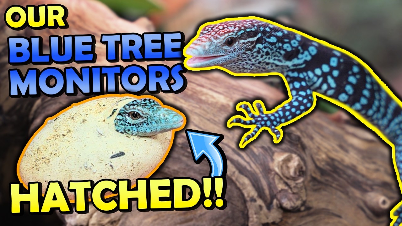 We Hatched One of the Rarest Lizards in the World!