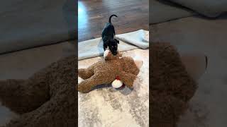 Video preview image #1 Australian Shepherd-Unknown Mix Puppy For Sale in The Woodlands, TX, USA