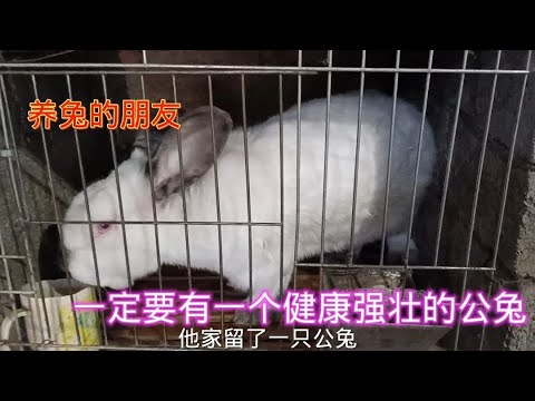 兔子 生殖器