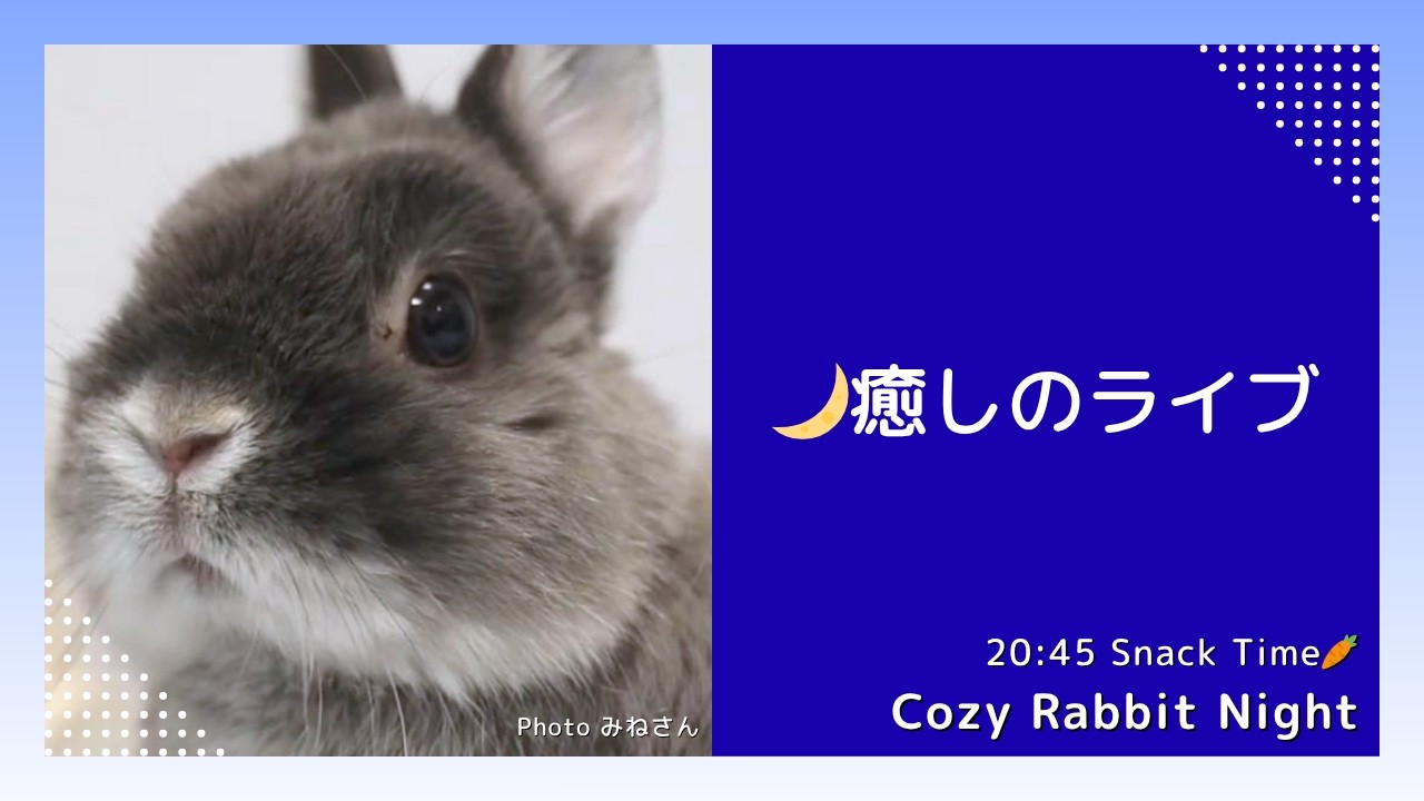 ねむねむうさぎの夜 🐇癒しのうさぎライブ｜Cozy Rabbit Night