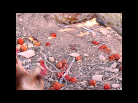 La cumbia del caldo de pollo. Juglaría Urbana. Pepa Robles