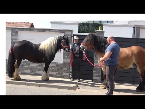 Armasarii lui Mircea de la Floresti, Cluj 15 Aprilie 2022