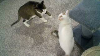 Thor & Whitey: Two cats wrestling and one arguing in the meantime