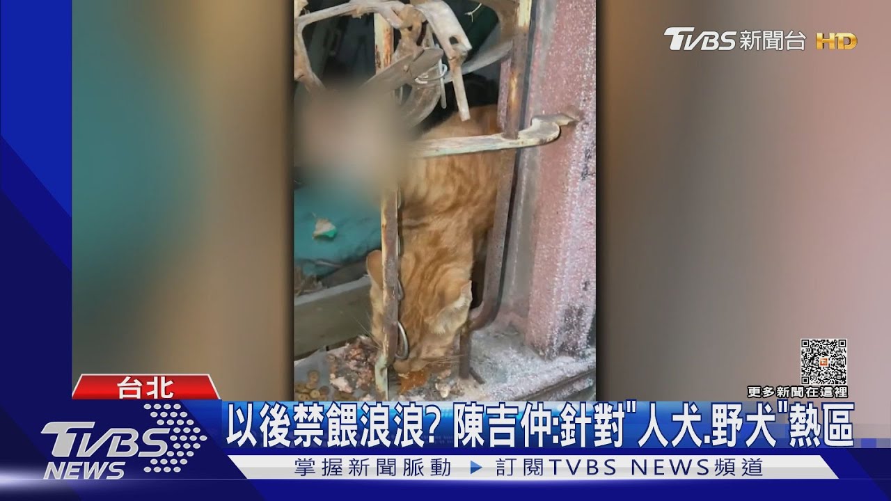 以後禁餵浪浪? 陳吉仲:針對「人犬、野犬」熱區