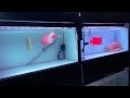 10 Best King Kamfa Flowerhorn Fish | Beautiful Flowerhorn Cichlids Tank